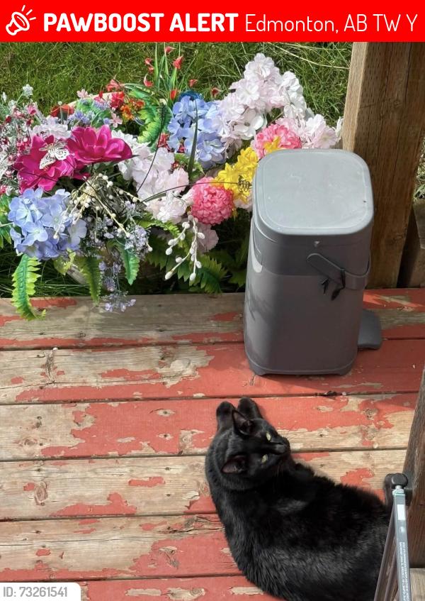 Lost Male Cat last seen Near Chapman road southwest, hse with silver SUV and a swing on the lawn, Edmonton, AB T6W 0Y7