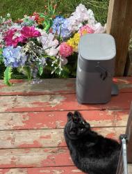 Lost Male Cat last seen Near Chapman road southwest, hse with silver SUV and a swing on the lawn, Edmonton, AB T6W 0Y7