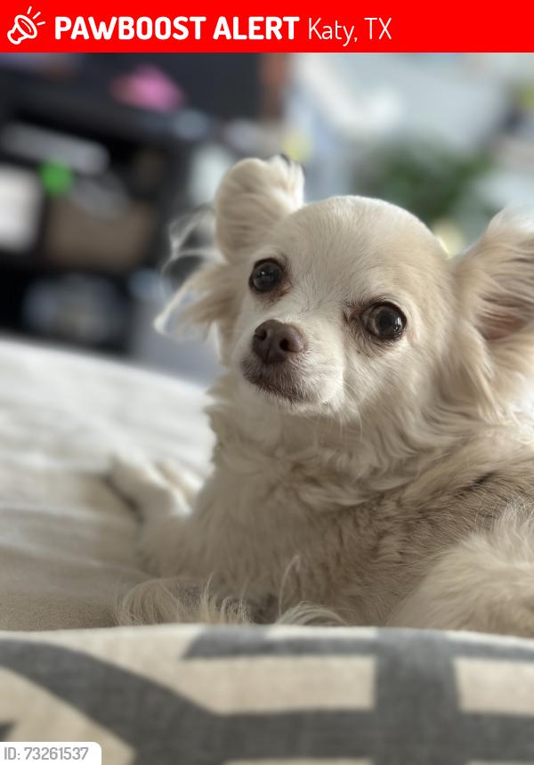 Lost Female Dog last seen Near and Katy hockley cuttoff, Katy, TX 77493