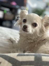 Lost Female Dog last seen Near and Katy hockley cuttoff, Katy, TX 77493