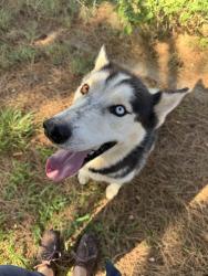 Found/Stray Male Dog last seen Oriole and Tanforan, Midland, TX 79707
