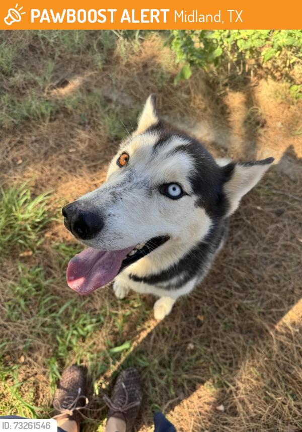 Found/Stray Male Dog last seen Oriole and Tanforan, Midland, TX 79707