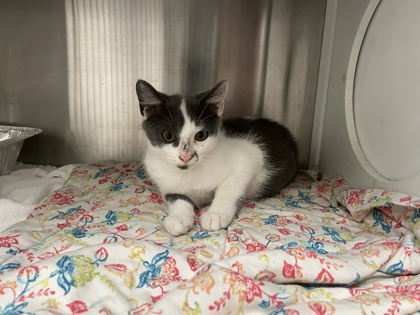 Shelter Stray Male Cat last seen Near Rebecca Dr SW, Atlanta, GA, 1251 Fulton Industrial Blvd NW, Atlanta, GA 30336, USA
