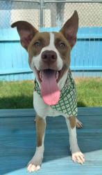 Shelter Stray Male Dog last seen W Baghdad St, Dunnellon,, 4030 S Airport Rd, Inverness, FL 34450, USA