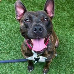 Shelter Stray Female Dog last seen Davis Park Rd, County/Unicorporated, NC, 1491 Business Park Ct, Gastonia, NC 28052, USA
