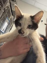 Shelter Stray Male Cat last seen Near NIMBLEWOOD WAY Stone Mountain, 30088, 30088, GA, 3280 Chamblee Dunwoody Rd, Chamblee, GA 30341, USA
