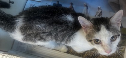 Shelter Stray Female Cat last seen High Gate LN, 30038, GA, 3280 Chamblee Dunwoody Rd, Chamblee, GA 30341, USA