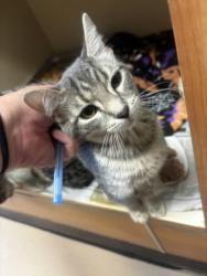Shelter Stray Female Cat last seen High Gate LN, 30038, GA, 3280 Chamblee Dunwoody Rd, Chamblee, GA 30341, USA