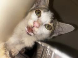 Shelter Stray Female Cat last seen Near Wellborn Oaks Ct Lithonia, GA 30058, 30058, GA, 3280 Chamblee Dunwoody Rd, Chamblee, GA 30341, USA