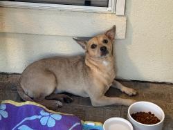 Found/Stray Male Dog last seen Research forest and grogan’s mill, The Woodlands, TX 77381