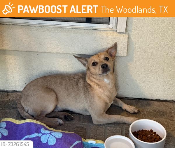 Found/Stray Male Dog last seen Research forest and grogan’s mill, The Woodlands, TX 77381