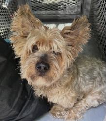 Reunited Unknown Dog last seen Meadow Court Clifton, Clifton, NJ 07012
