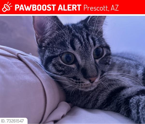 Lost Male Cat last seen Willow Lakes ests, Prescott, AZ 86301