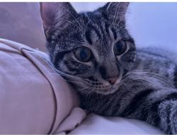 Lost Male Cat last seen Willow Lakes ests, Prescott, AZ 86301