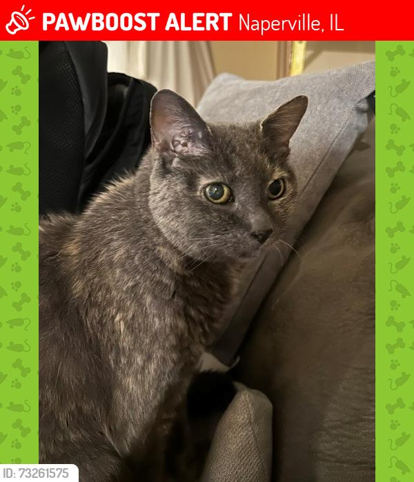 Lost Female Cat last seen DuPage River Park Naperville, IL, Naperville, IL 60565