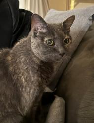 Lost Female Cat last seen DuPage River Park Naperville, IL, Naperville, IL 60565