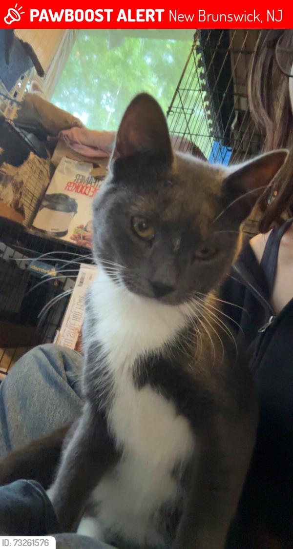 Lost Male Cat last seen Near Dix St, New Brunswick, NJ 08901