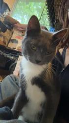 Lost Male Cat last seen Near Dix St, New Brunswick, NJ 08901
