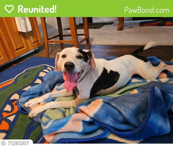 Reunited Female Dog last seen Balm Riverview RD across from Riverview High School probably went South, Riverview, FL 33569