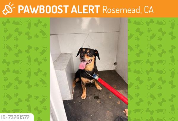 Found/Stray Unknown Dog last seen Artson st, rosemead ca 91770, Rosemead, CA 91770