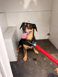 Found/Stray Unknown Dog last seen Artson st, rosemead ca 91770, Rosemead, CA 91770
