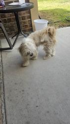 Reunited Female Dog last seen Yupon And lemon, Arlington, TX 76018