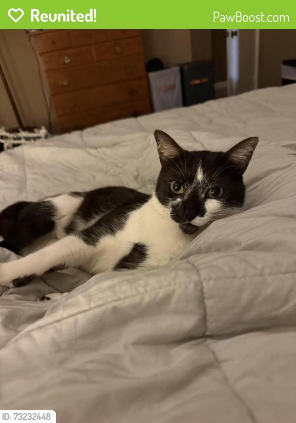 Reunited Male Cat last seen Las cruces st and Jasper, Ventura, CA 93004