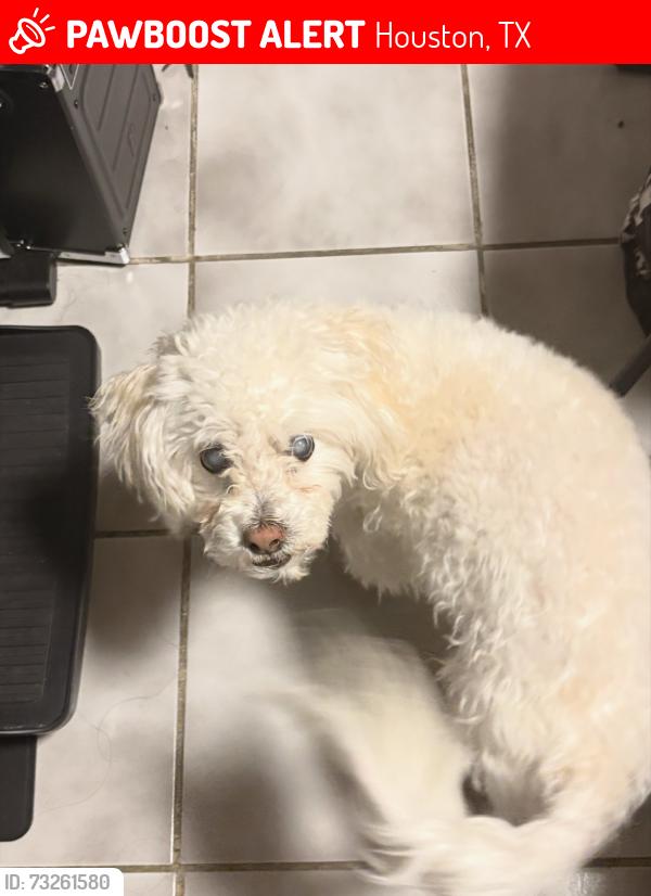 Lost Male Dog last seen Bayland Park on Bissonnet Street in Houston, Texas, Houston, TX 77074
