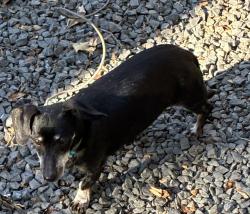 Lost Female Dog last seen Fish Creek Thoroughfare, Magnolia, TX 77354