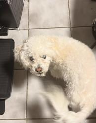 Lost Male Dog last seen Bayland Park on Bissonnet Street in Houston, Texas, Houston, TX 77074