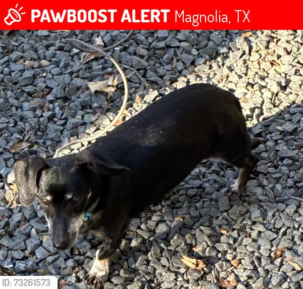 Lost Female Dog last seen Fish Creek Thoroughfare, Magnolia, TX 77354