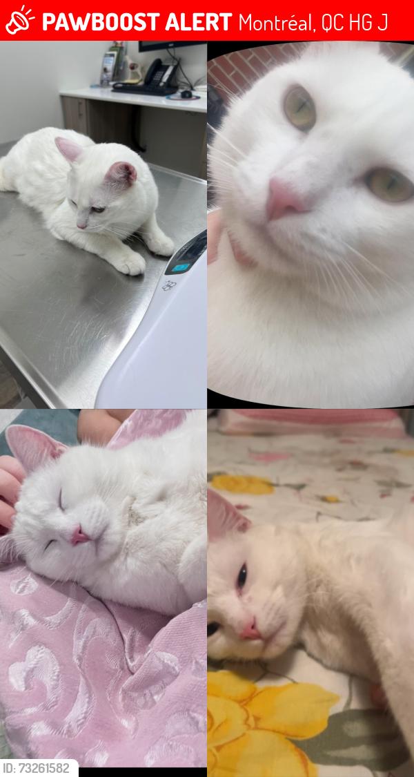Lost Male Cat last seen Henri bourassa, pie-ix, Montréal, QC H1G 5J4