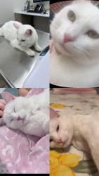 Lost Male Cat last seen Henri bourassa, pie-ix, Montréal, QC H1G 5J4