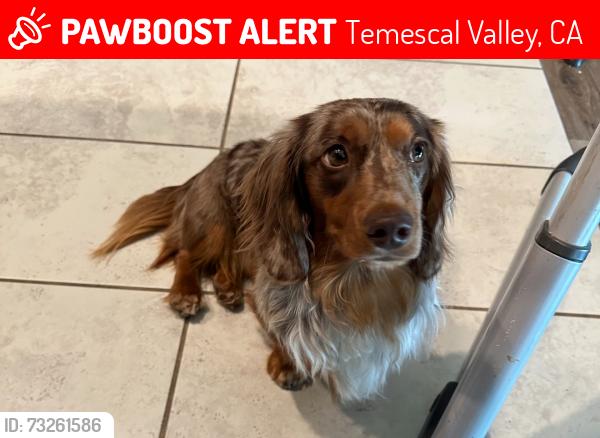 Lost Male Dog last seen Fescue and Colt, Temescal Valley, CA 92883