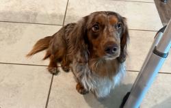 Lost Male Dog last seen Fescue and Colt, Temescal Valley, CA 92883