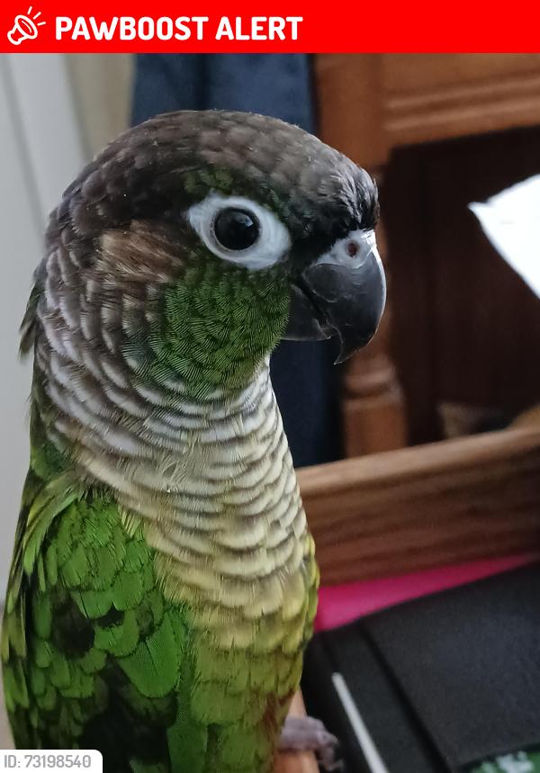 Lost Male Bird last seen penwood and milford, Manchester Township, NJ 08759