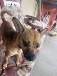 Found/Stray Female Dog last seen Sadora and 5 points, Albuquerque, NM 87105