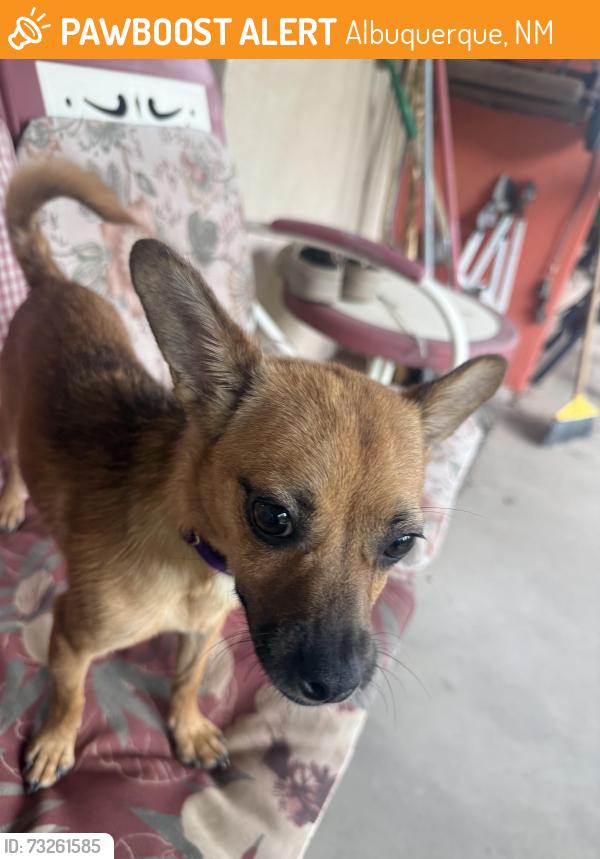 Found/Stray Female Dog last seen Sadora and 5 points, Albuquerque, NM 87105
