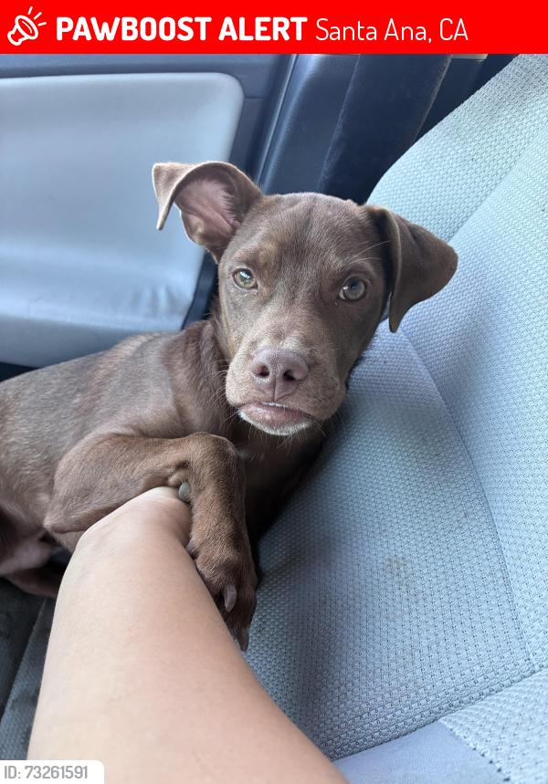 Lost Female Dog last seen Warner & Bristol, Santa Ana, CA 92707