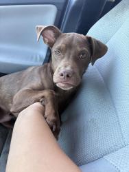 Lost Female Dog last seen Warner & Bristol, Santa Ana, CA 92707