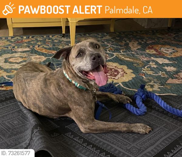 Found/Stray Female Dog last seen unknown, Palmdale, CA 93350
