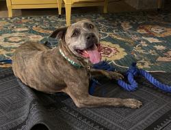 Found/Stray Female Dog last seen unknown, Palmdale, CA 93350