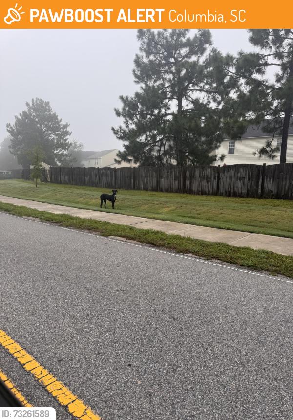 Found/Stray Unknown Dog last seen In the grass on the side of the road., Columbia, SC 29223
