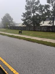 Found/Stray Unknown Dog last seen In the grass on the side of the road., Columbia, SC 29223