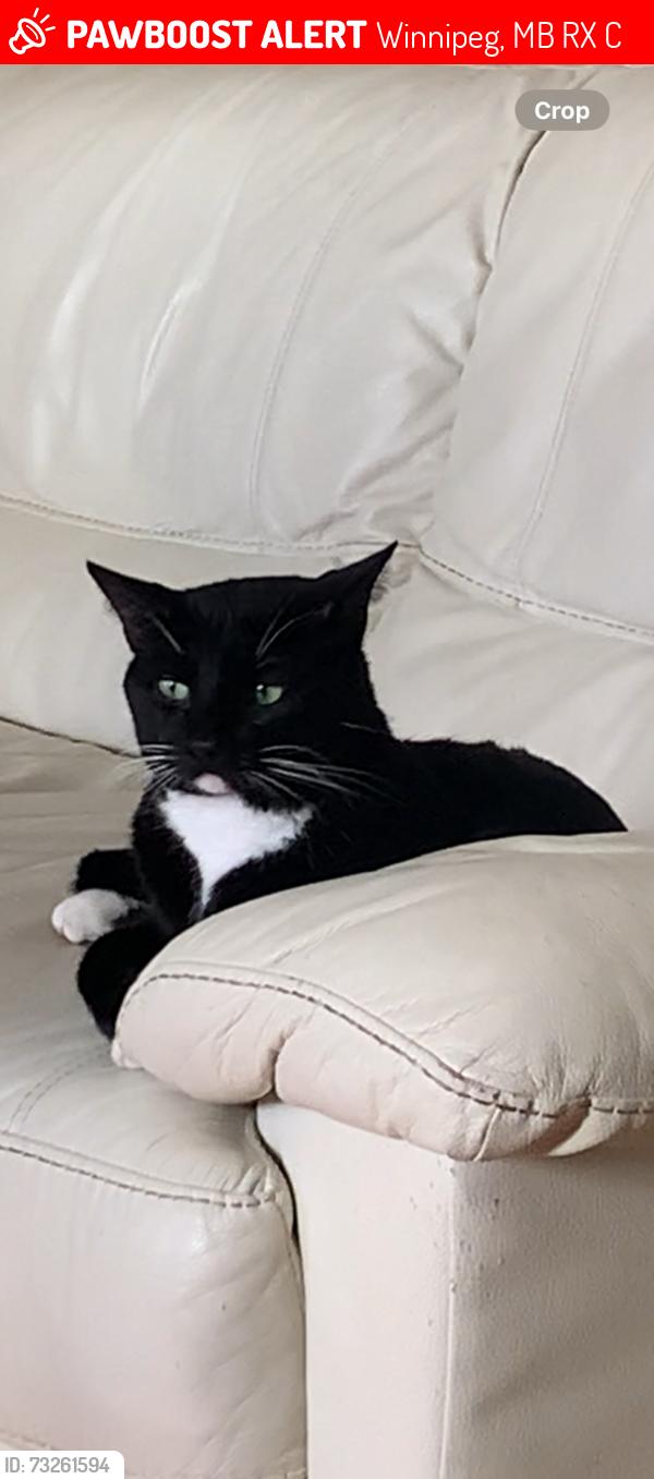 Lost Male Cat last seen Mcphillips Street, Sheppard, Burrows, Winnipeg, MB R2X 0C9
