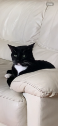 Lost Male Cat last seen Mcphillips Street, Sheppard, Burrows, Winnipeg, MB R2X 0C9