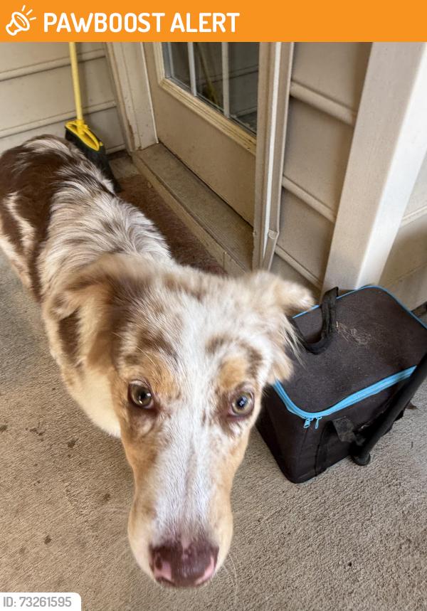 Found/Stray Female Dog last seen Crosby Lane Garner, Johnston County, NC 27529
