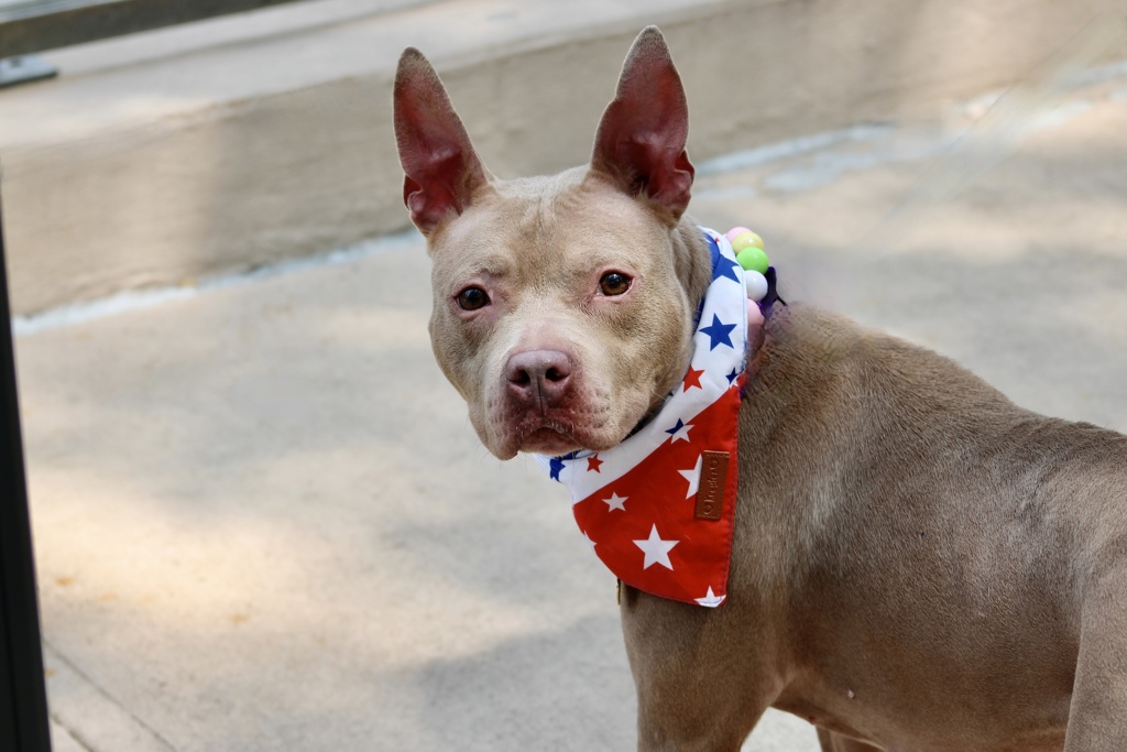Shelter Stray Female Dog last seen Near Butler Terrace, STATEN ISLAND, NY, 10301, 3139 Veterans Rd W, Staten Island, NY 10309, USA