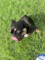 Lost Female Dog last seen Hollywood pet store, McKinney, TX 75071