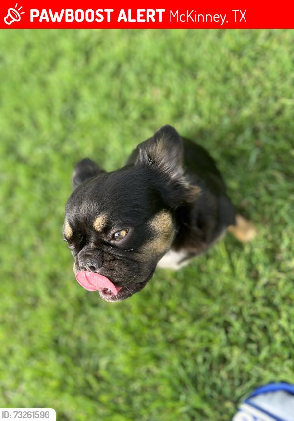 Lost Female Dog last seen Hollywood pet store, McKinney, TX 75071
